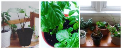 Collage with three separate pictures of plants