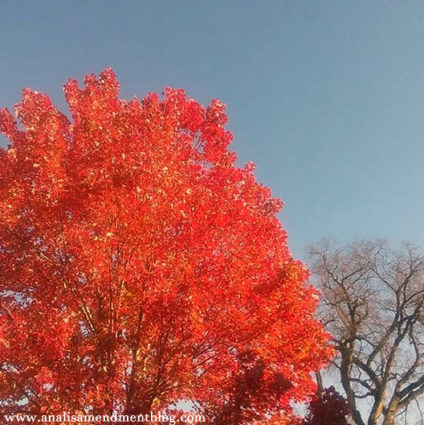 A tree with bright orange leaves next to a bare tree against blue sky.