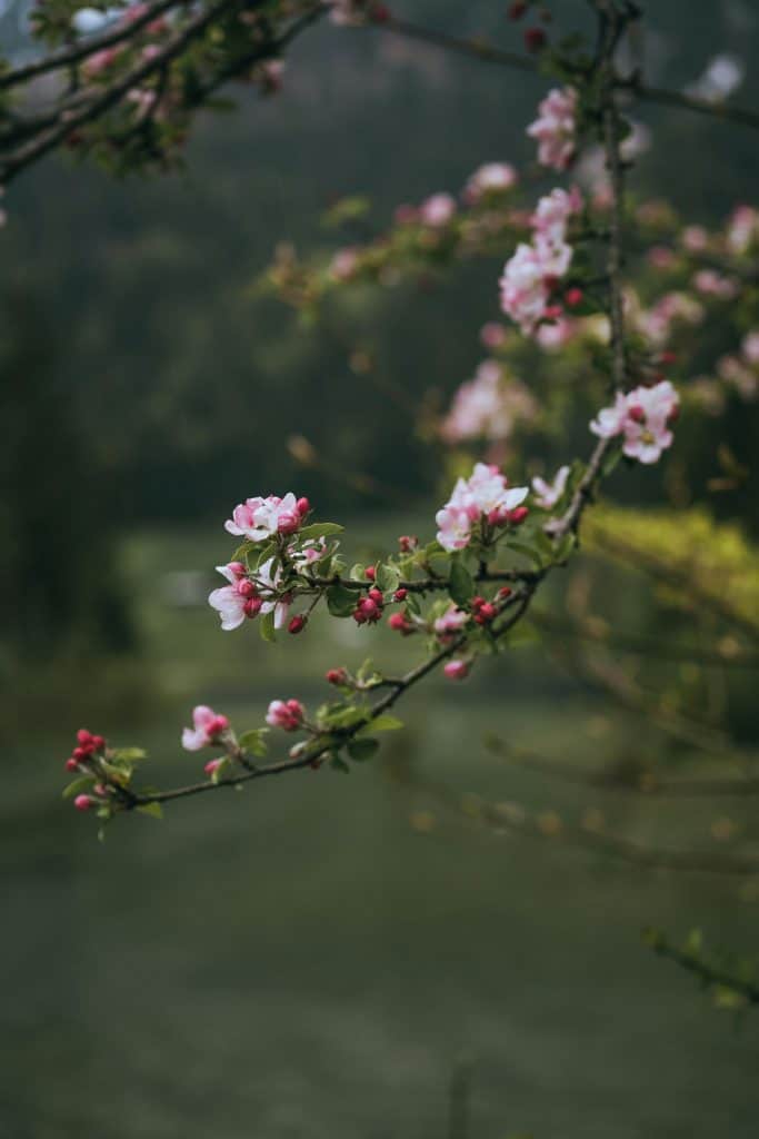 cherry blossoms tree