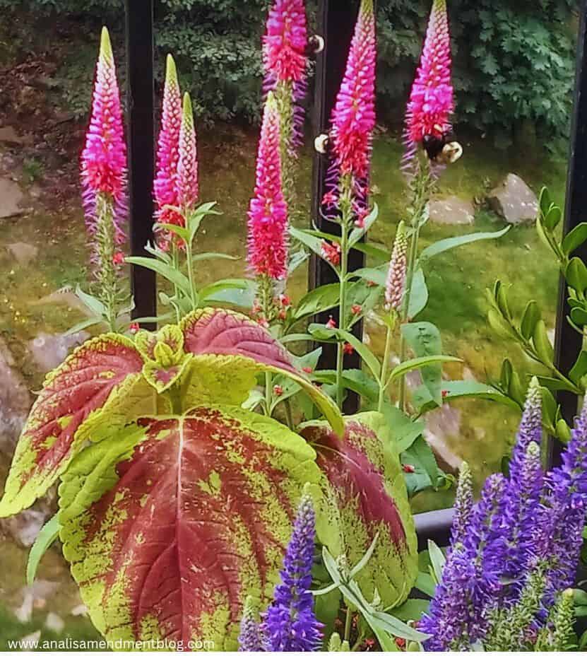 Lupine and coleus plants with bees