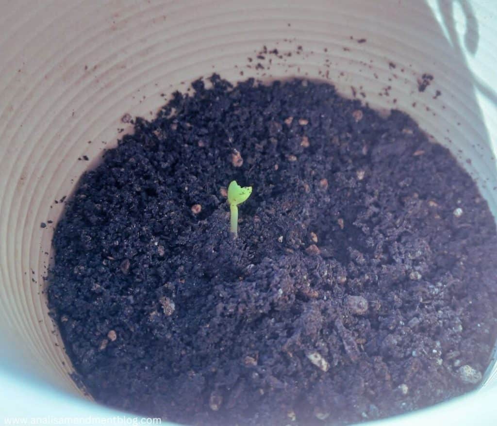 jasmine seedling