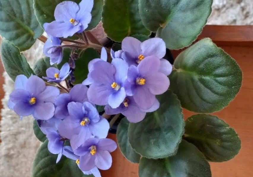 African-Violets