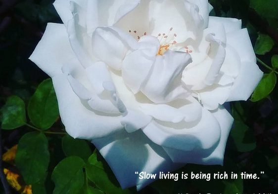 Beth_Evelyn_Local_Milk_Quote