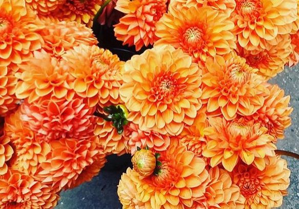 Dahlias in August
