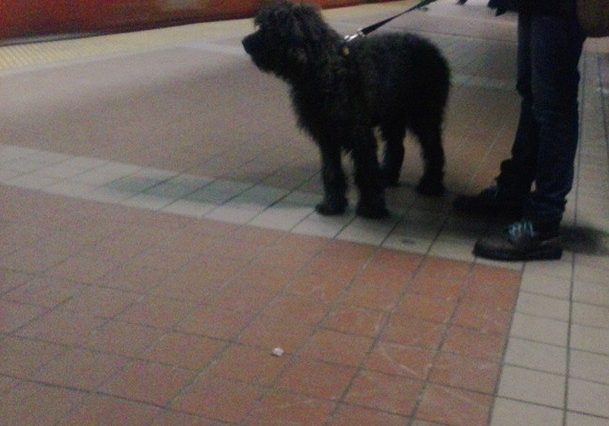 Dog on platform