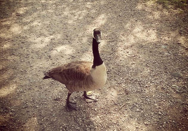 Duck