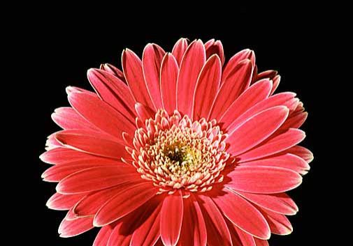 Gerbera Daisy with quote