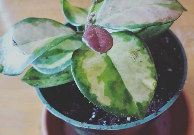 Hoya Australis Lisa