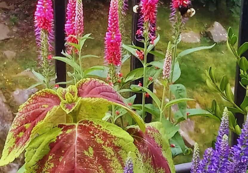 Lupines and Bees final