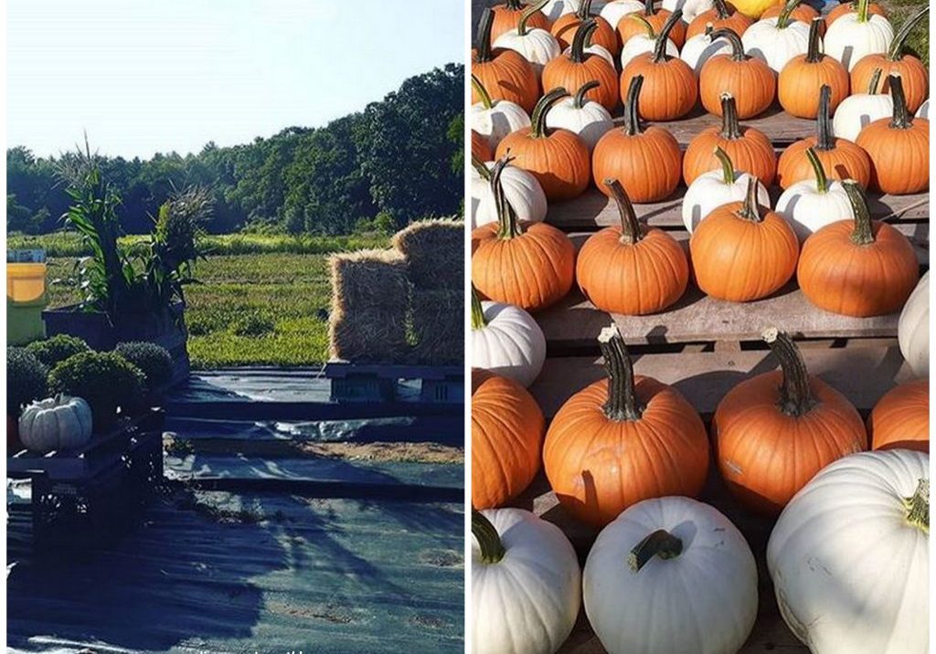 Massachusetts harvest season
