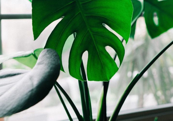 Monstera Plant