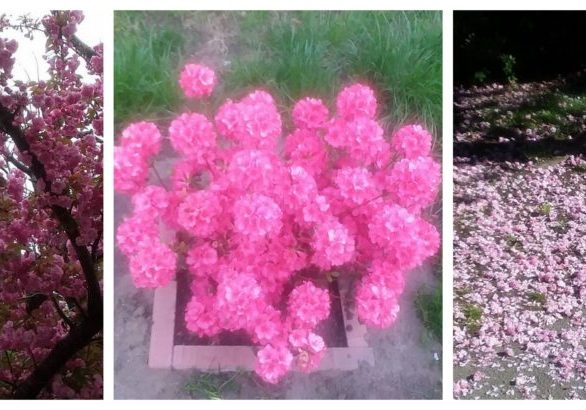 Mother's_Day_pink_petals_flowers_blossoms