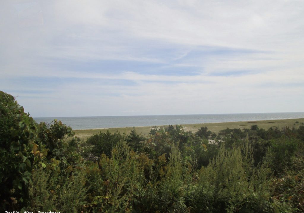 Nantucket shrubs + ocean