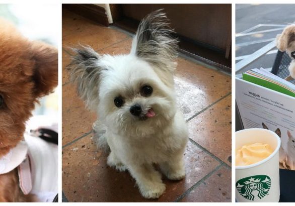 Self-care virtual therapy dogs