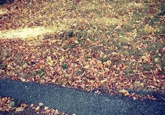 September leaves on the ground