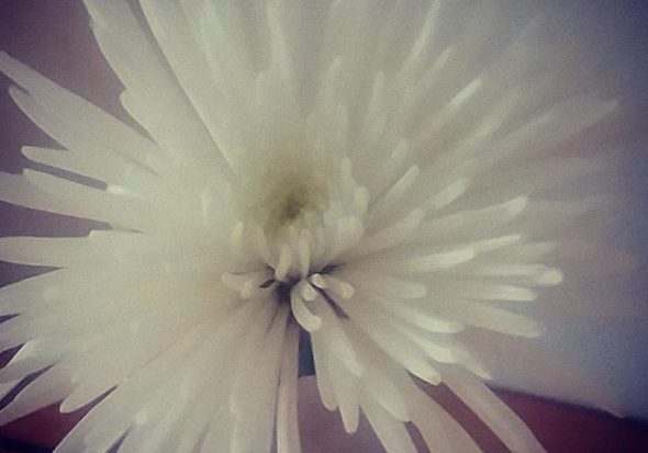angel_flower