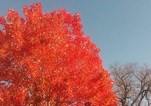 A tree with bright orange leaves next to a bare tree against blue sky.