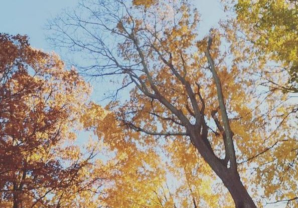 autumn leaves