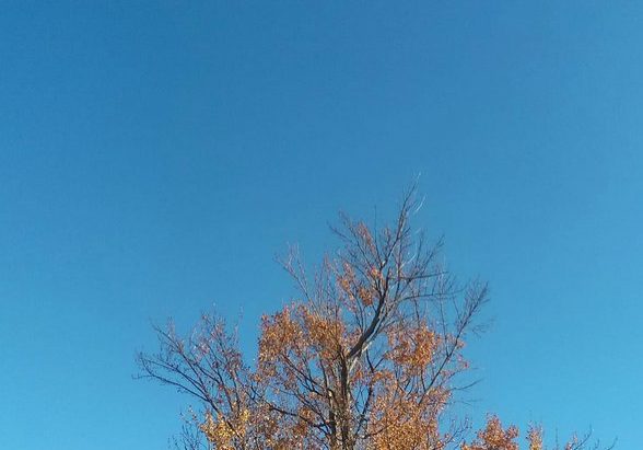 autumn tree