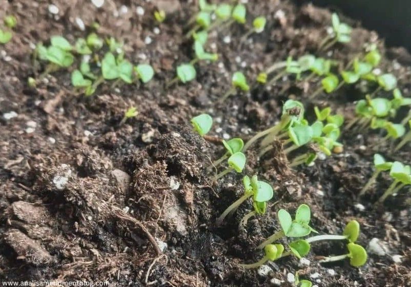 basil seedlings
