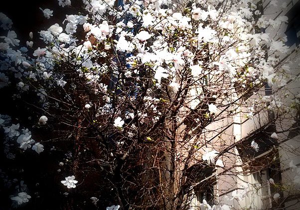 blooming tree1