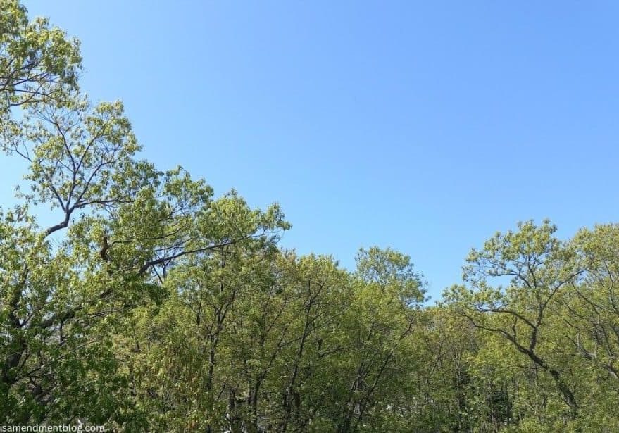 blue sky and green trees