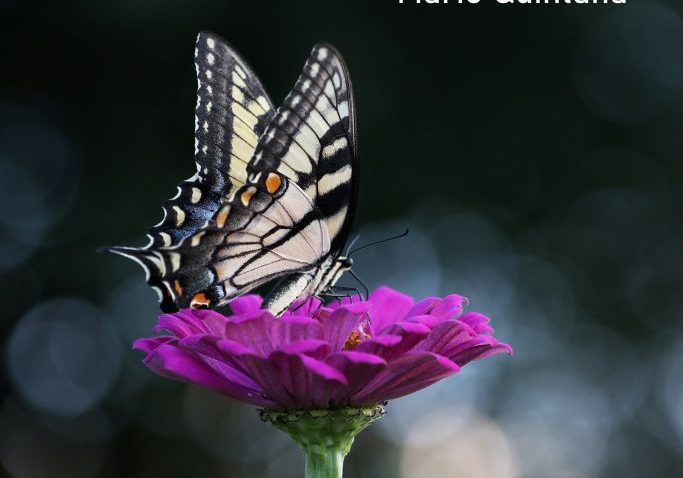 butterflies quote
