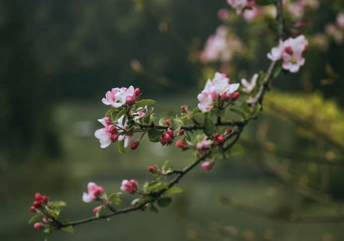 cherry blossoms tree