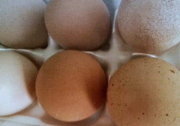 farm_fresh_eggs