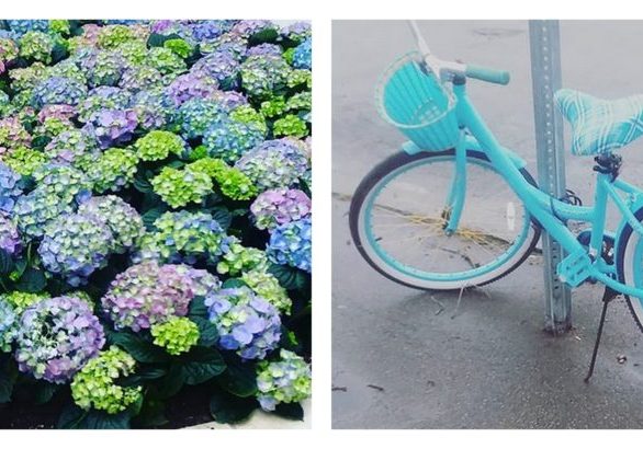 flowers and bike