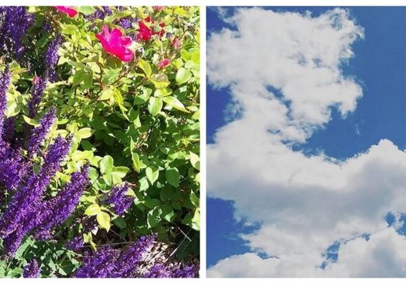 flowers and sky collage