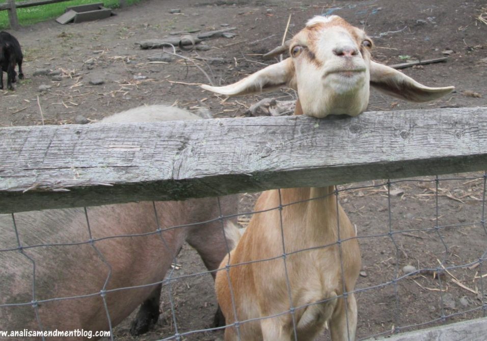 goat_yoga