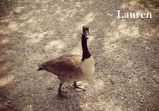 goose quote