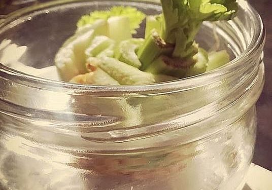 indoor celery garden