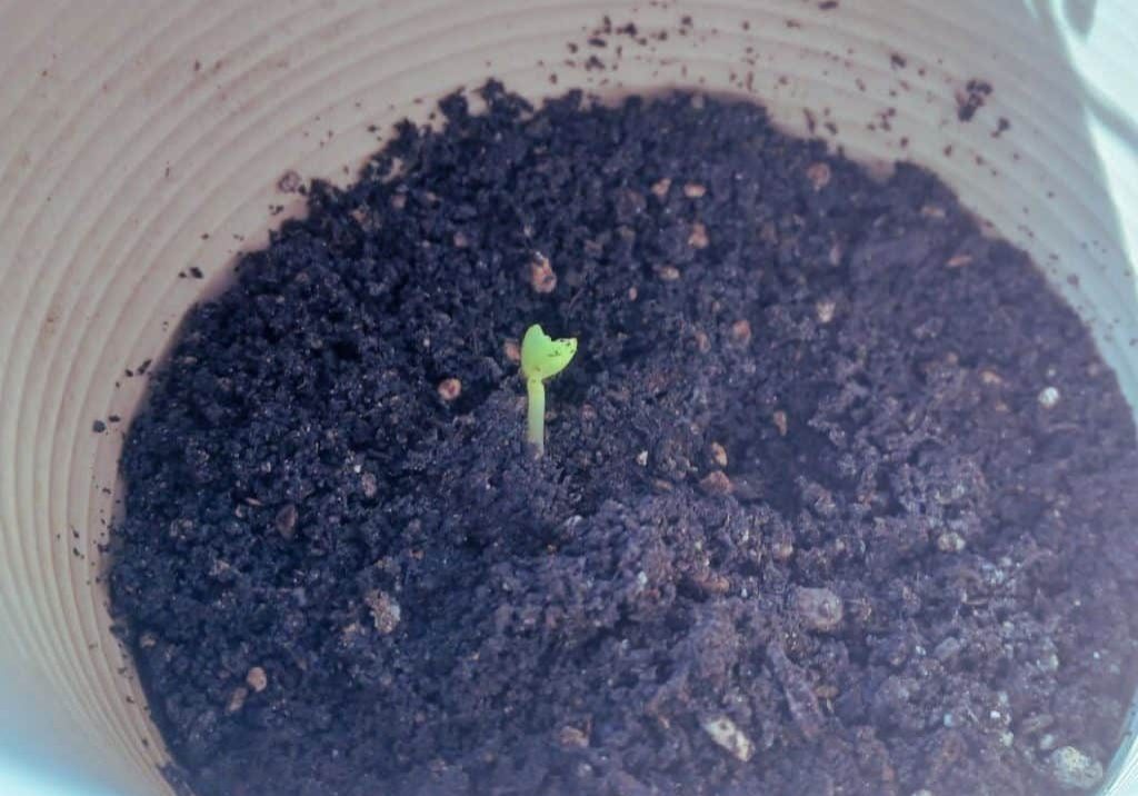 jasmine seedling