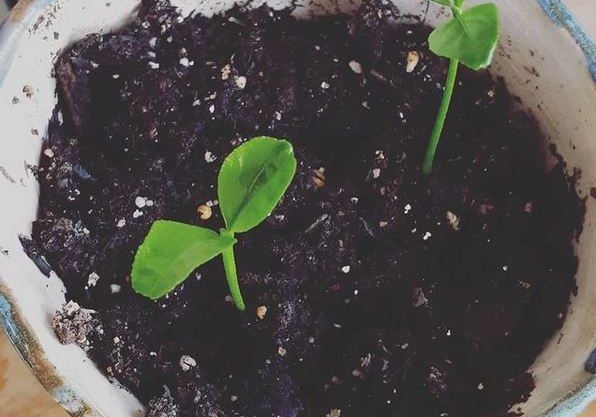 lemon seedlings