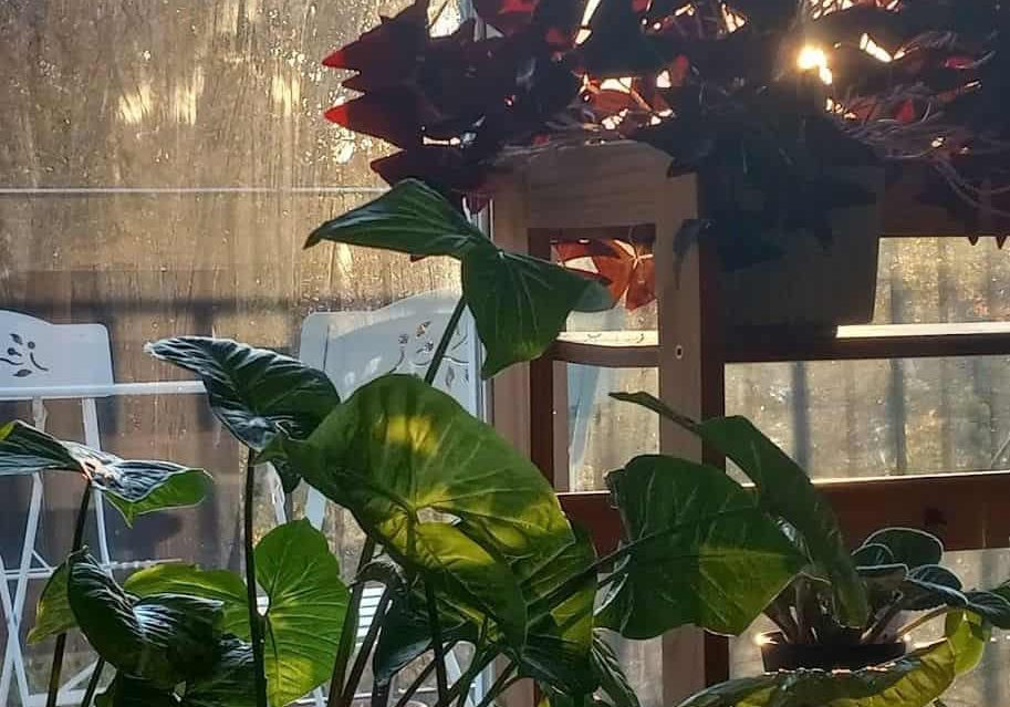 oxalis sunset