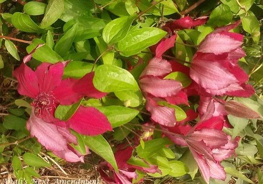 petals blowing in breeze