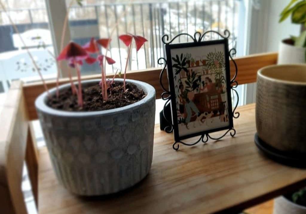plants on shelf