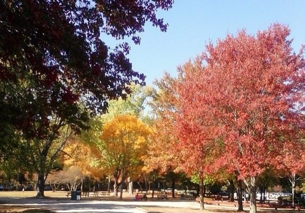 quote and fall foliage