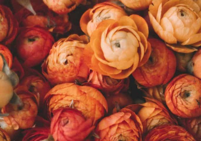 ranunculus