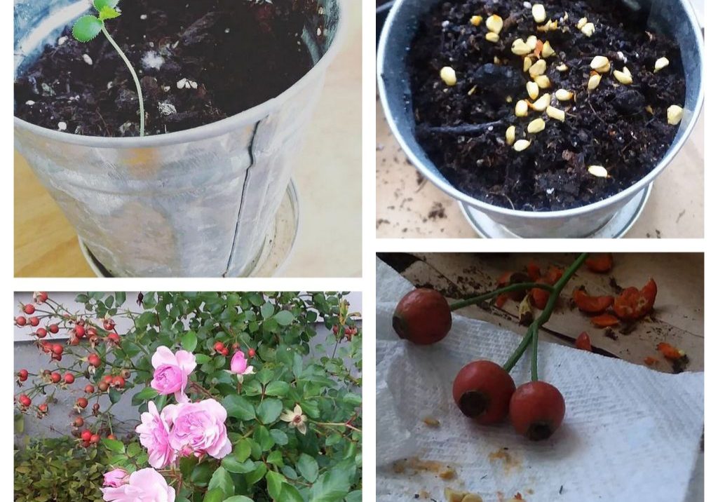 rose hips