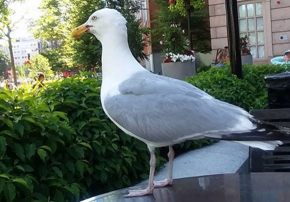 seagull3