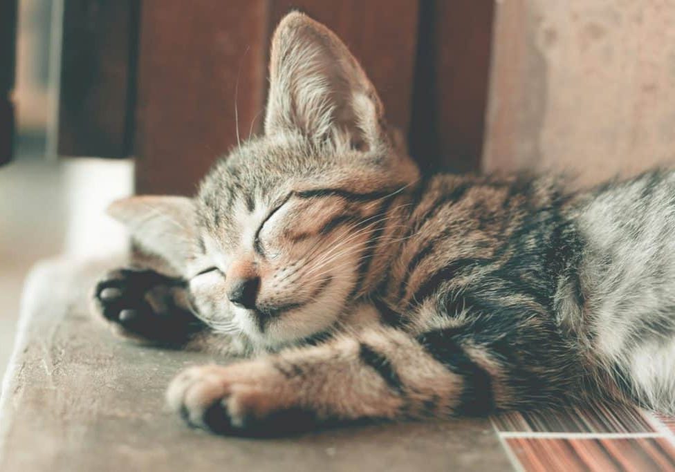 sleeping cat