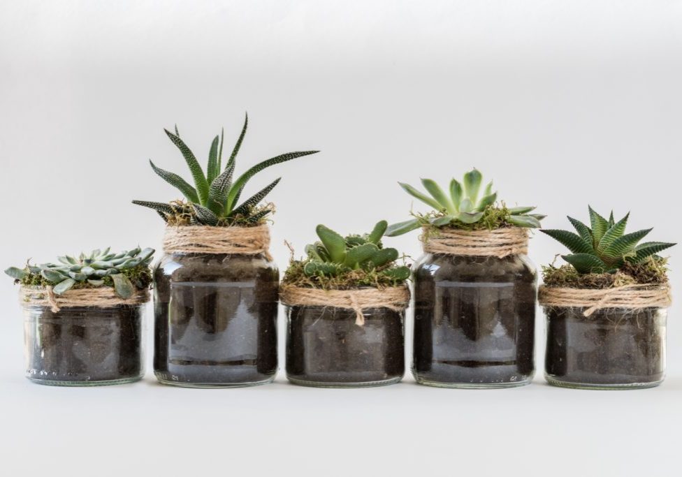 small potted plants