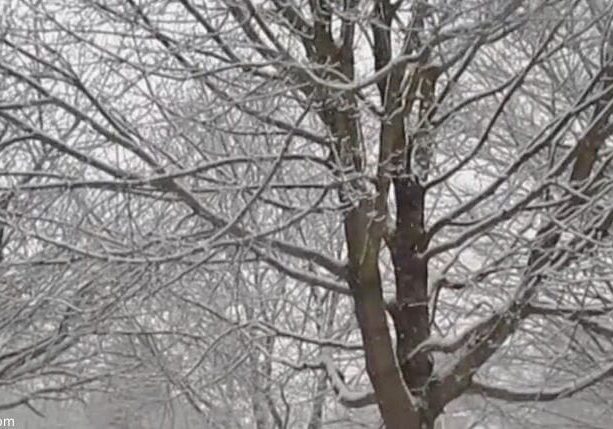 snow on trees