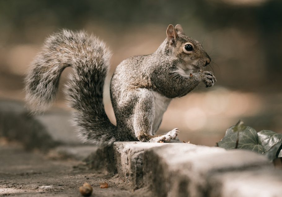 squirrel acorn