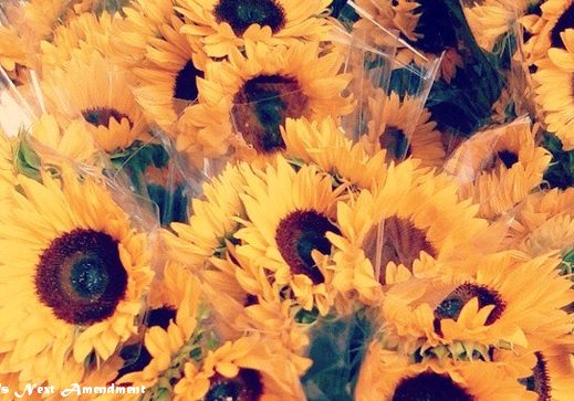 sunflowers1