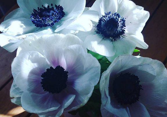 sunlit flowers1