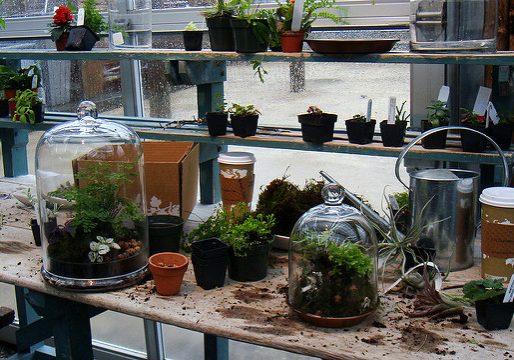 terrarium workshop
